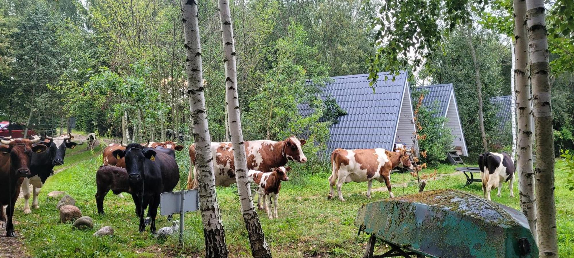 Vigio Brasta Camping Elektrenai Luaran gambar